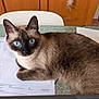 cat, siamese_cat, blue_eyes, feline, glass_table, document, paper, wooden_cabinet, chair, indoor, pet, animal, curious, lying_down, domestic_cat, whiskers, ears, fur, table, home