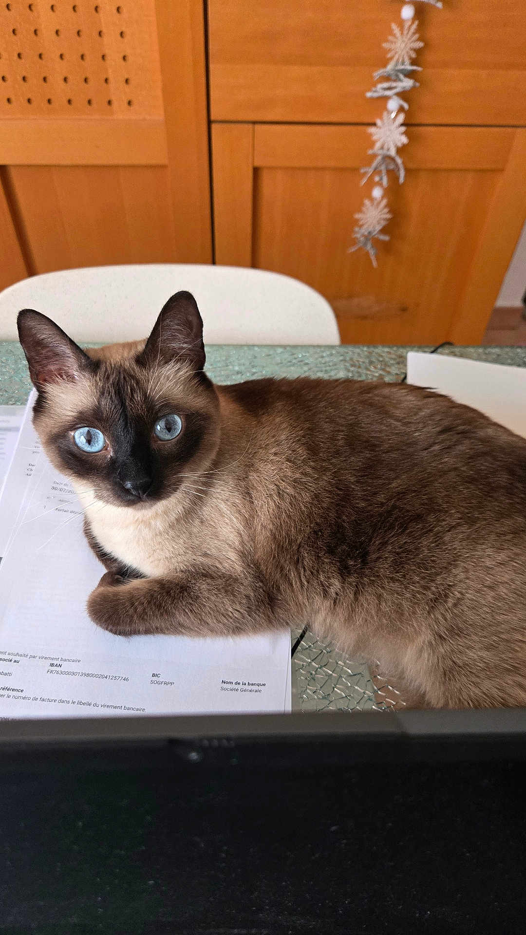 Mia a rejoint le concours — aidez-le/la à gagner de superbes lots ! cat, siamese_cat, blue_eyes, feline, glass_table, document, paper, wooden_cabinet, chair, indoor, pet, animal, curious, lying_down, domestic_cat, whiskers, ears, fur, table, home