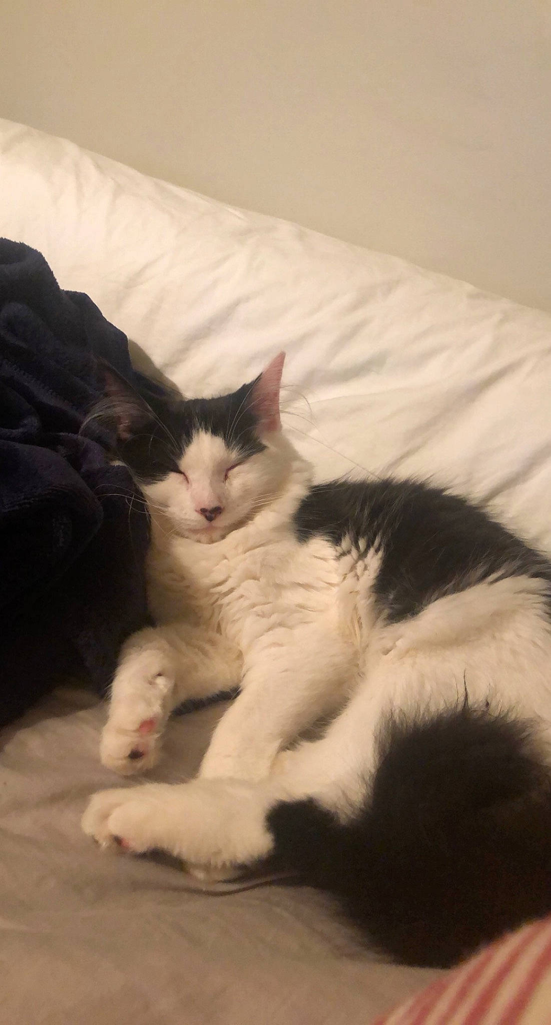 Clark is registered to the contest to win money with this photo: bed, bedding, carnivore, cat, claw, comfort, domestic_short_haired_cat, felidae, foot, fur, human_leg, linens, nap, paw, sand, sitting, small_to_medium_sized_cats, snout, tail, whiskers