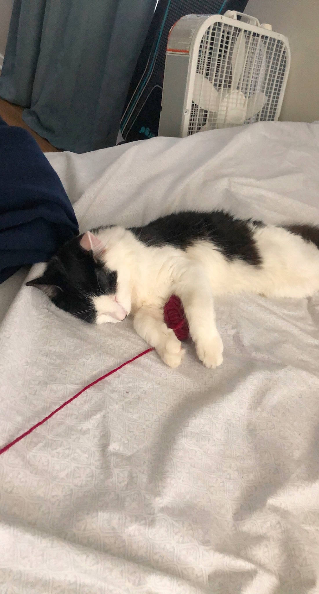 Clark joined the competition — help win amazing prizes! bedding, carnivore, cat, claw, comfort, companion_dog, dog_breed, domestic_short_haired_cat, duvet, felidae, fur, linens, paw, room, small_to_medium_sized_cats, snout, sporting_group, tail, textile, whiskers