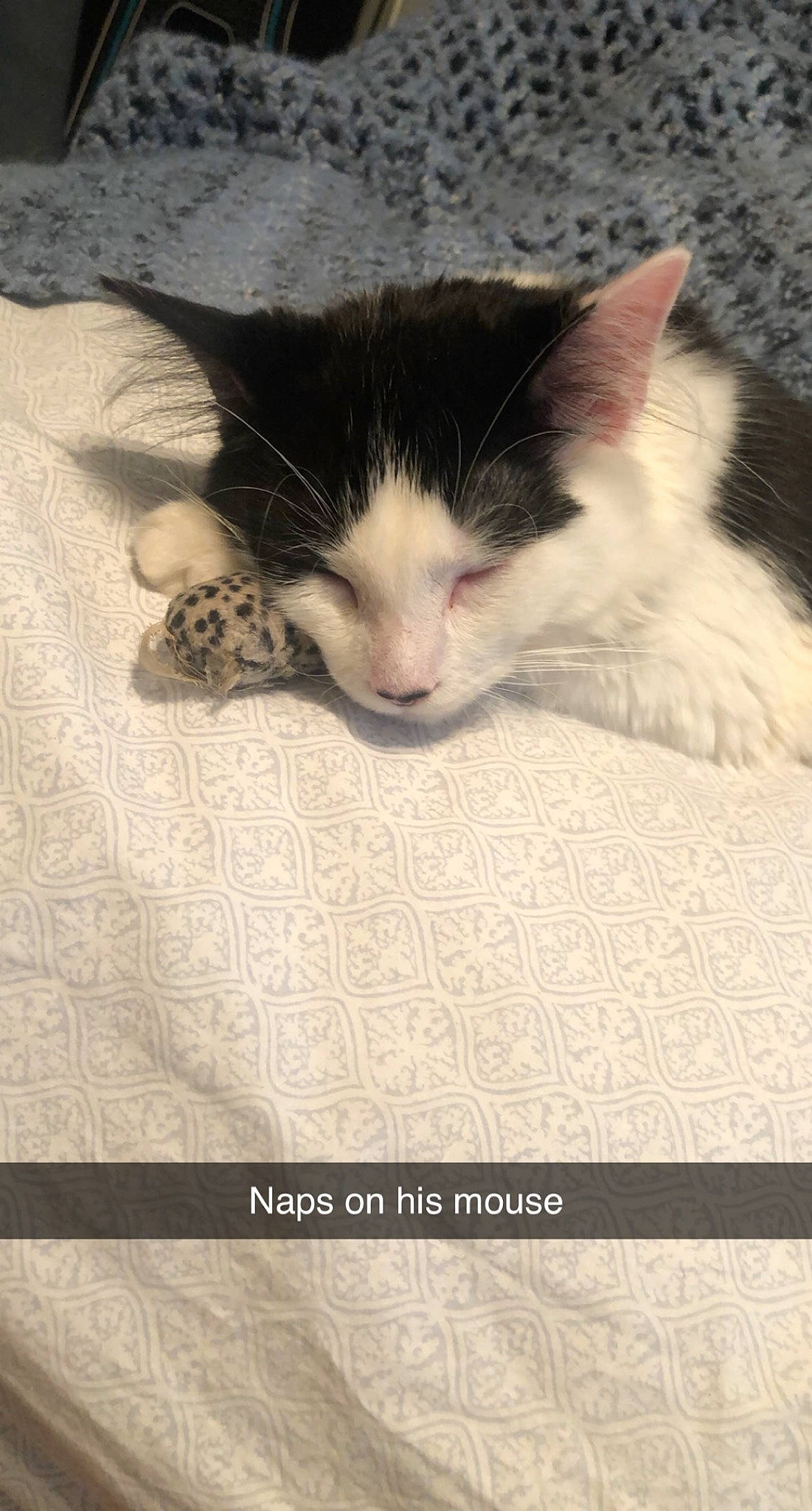 Clark is registered to the contest to win money with this photo: carnivore, cat, claw, comfort, domestic_short_haired_cat, felidae, font, foot, fur, linens, nap, paw, photo_caption, publication, sky, small_to_medium_sized_cats, snout, tail, whiskers, wood