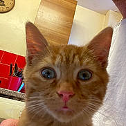 Nemo is registered to the contest to win money with this photo: background, blur, cat, clock, close_up, countertop, curious_expression, domestic_animal, feline, hand, indoor, kitchen, orange_tabby, person_partial, pet, red_tiles, utensils, wall, white_shirt, wide_eyes