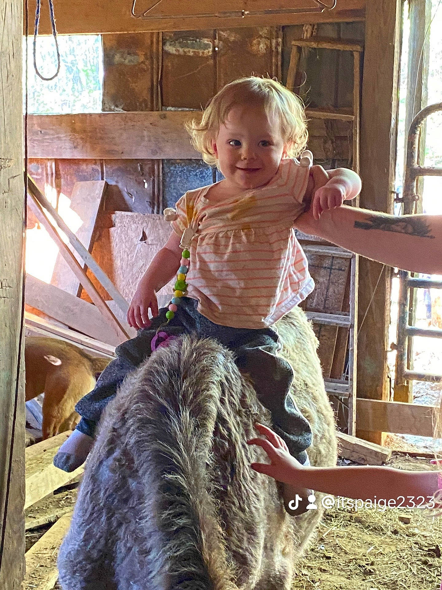 Aryanna is registered to the contest to win money with this photo: bovine, bridle, child, curtain, fun, fur, happy, horse_tack, joy, leisure, livestock, pack_animal, person, sitting, smile, standing, t_shirt, toddler, vacation, window