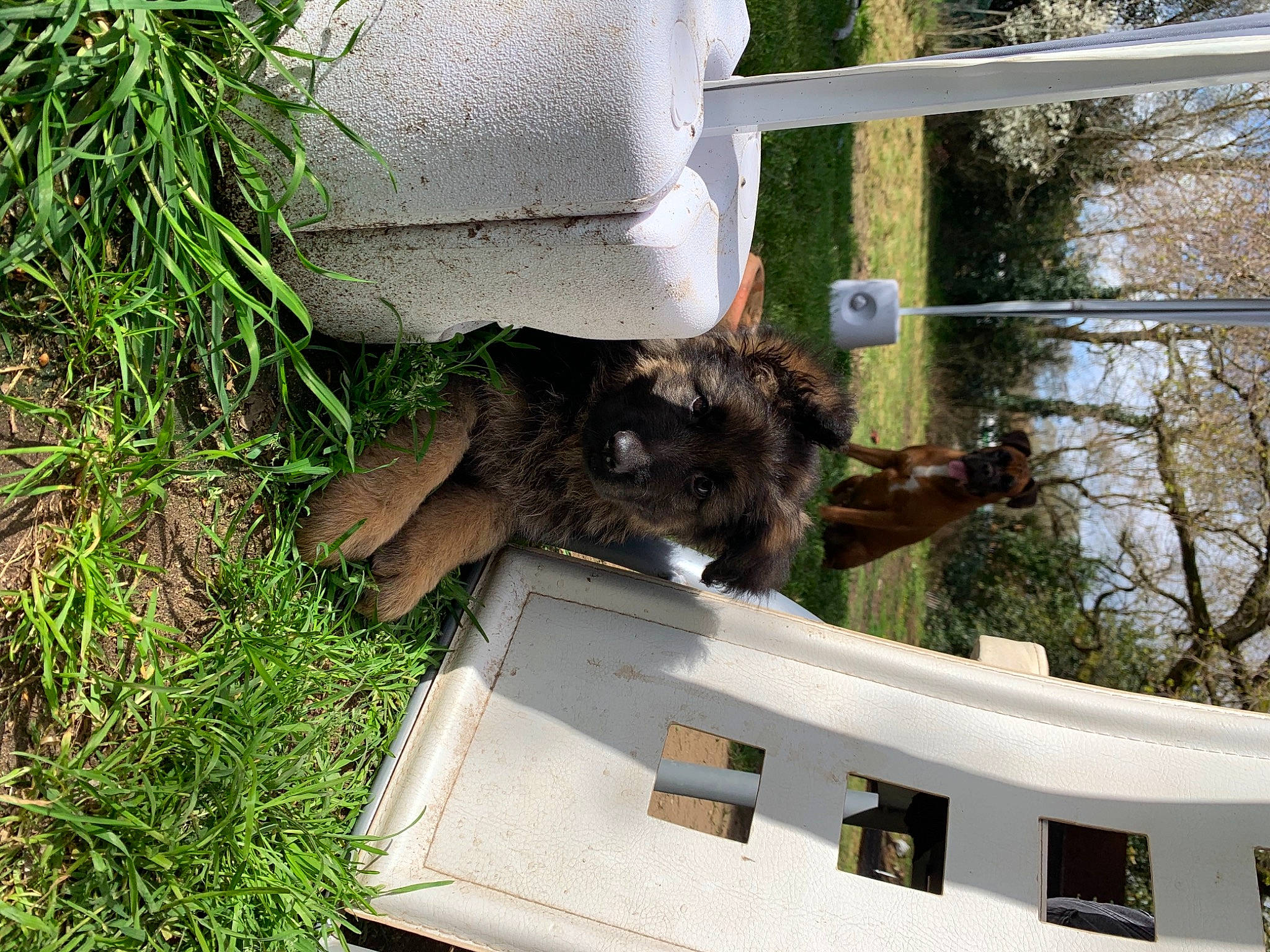 Punchy a rejoint le concours — aidez-le/la à gagner de superbes lots ! canidae, carnivore, dog_breed, felidae, grass, groundcover, mammal, plant, soil, sporting_group, tail, terrestrial_animal, tree, window, working_animal