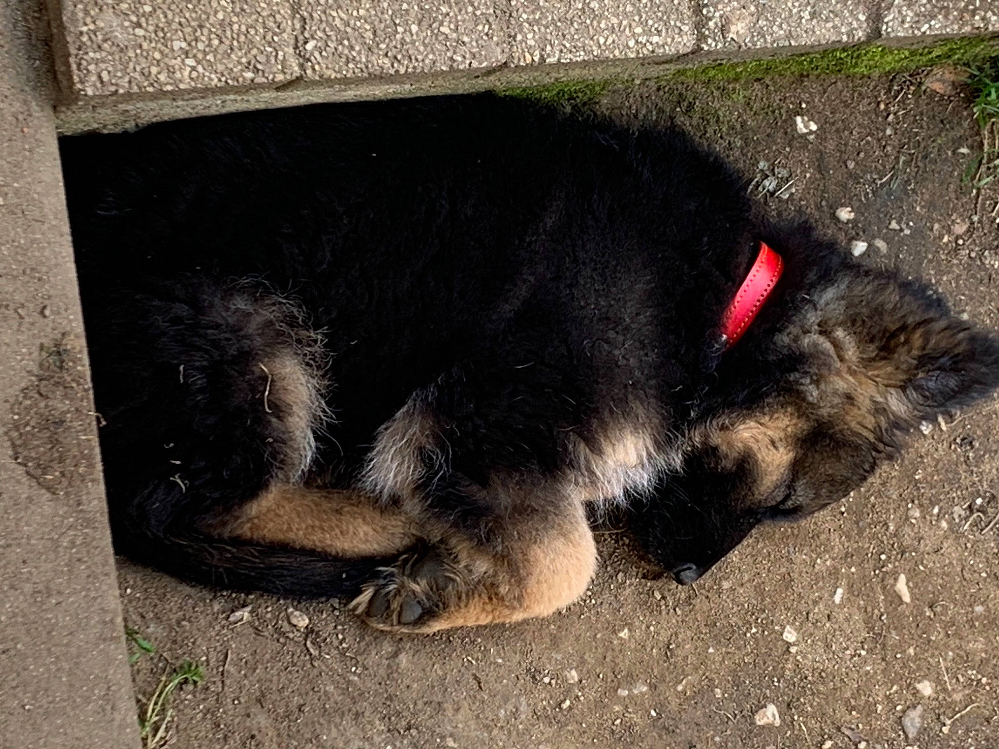 Punchy participe au concours pour gagner de l'argent avec cette photo : canidae, carnivore, dog, dog_breed, foot, fur, mammal, paw, road_surface, shadow, soil, sporting_group, tail, terrestrial_animal, vertebrate