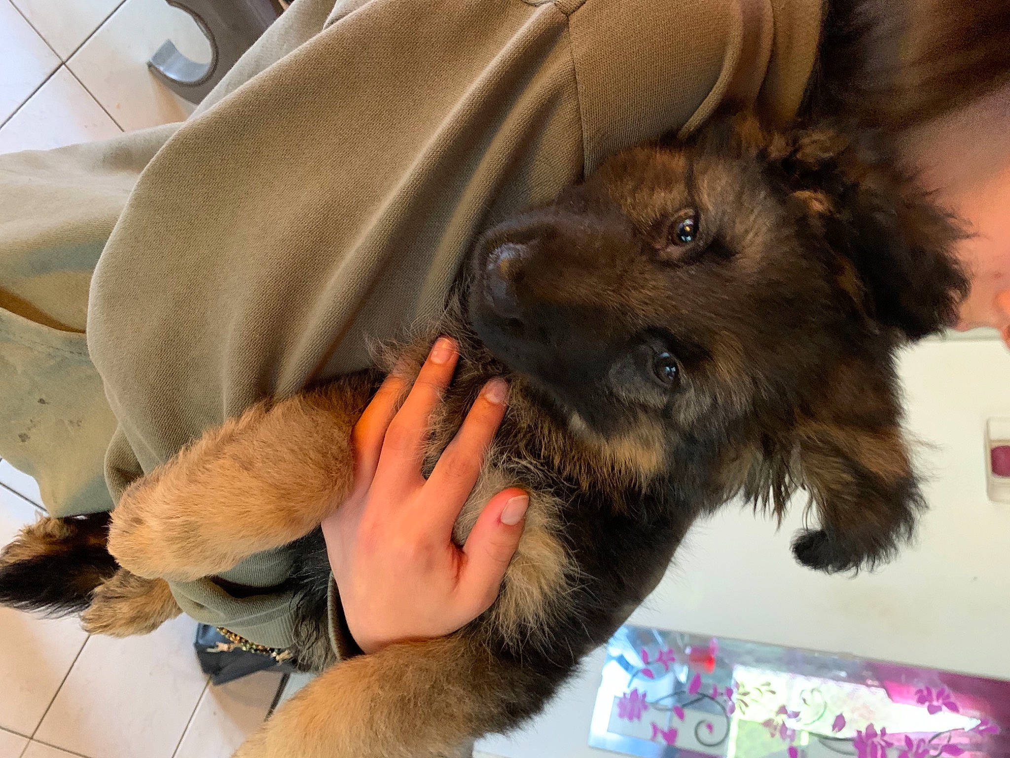 Punchy participe au concours pour gagner de l'argent avec cette photo : canidae, carnivore, claw, collar, comfort, companion_dog, dog, dog_breed, ear, fawn, fur, gesture, liver, mammal, paw, snout, sporting_group, vehicle_door, vertebrate, working_animal