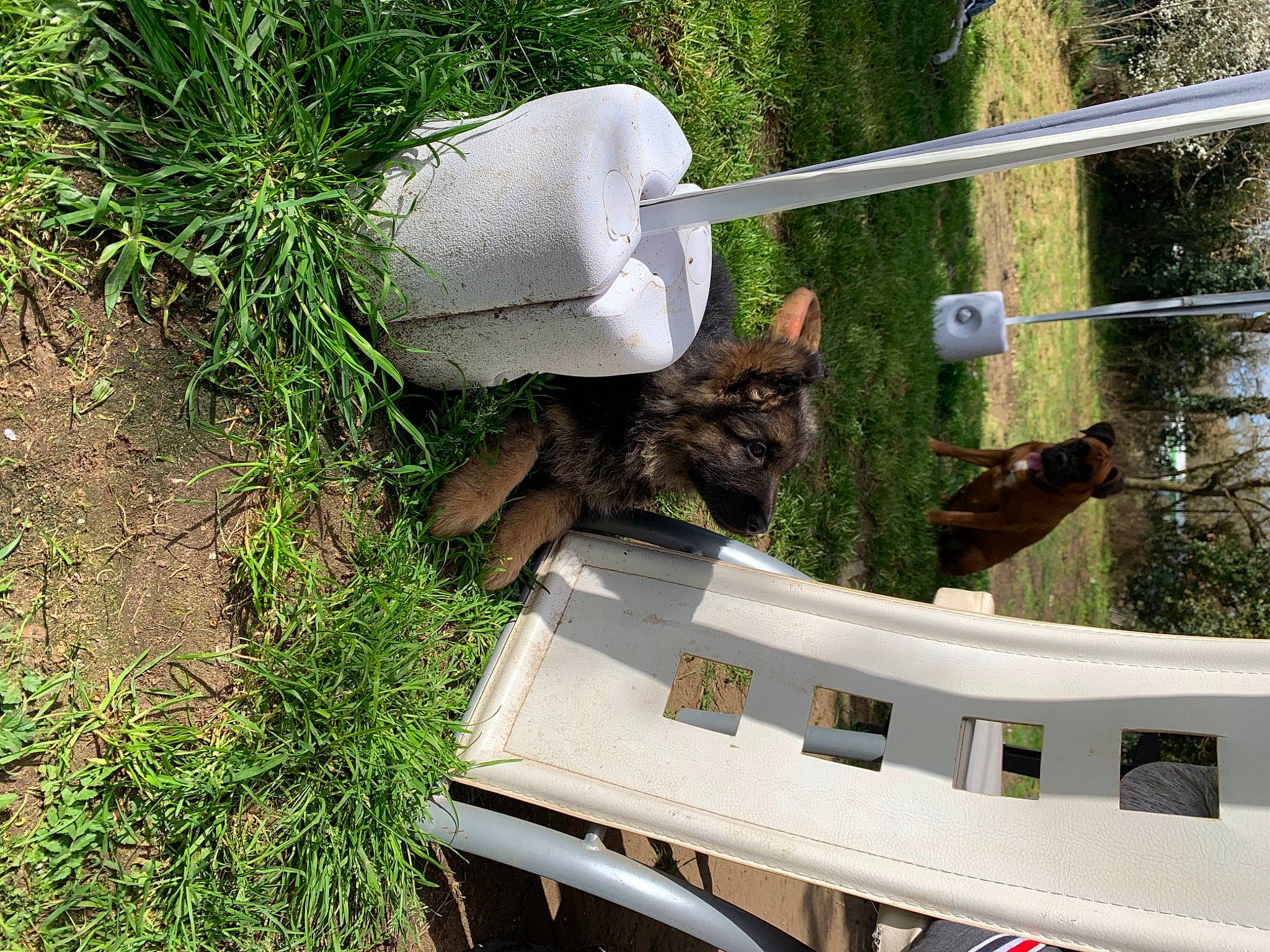 Punchy participe au concours pour gagner de l'argent avec cette photo : carnivore, cat, domestic_short_haired_cat, felidae, grass, groundcover, herb, lawn_ornament, motor_vehicle, outdoor_furniture, plant, shrub, small_to_medium_sized_cats, soil, tail, tree, trunk, wood, yard