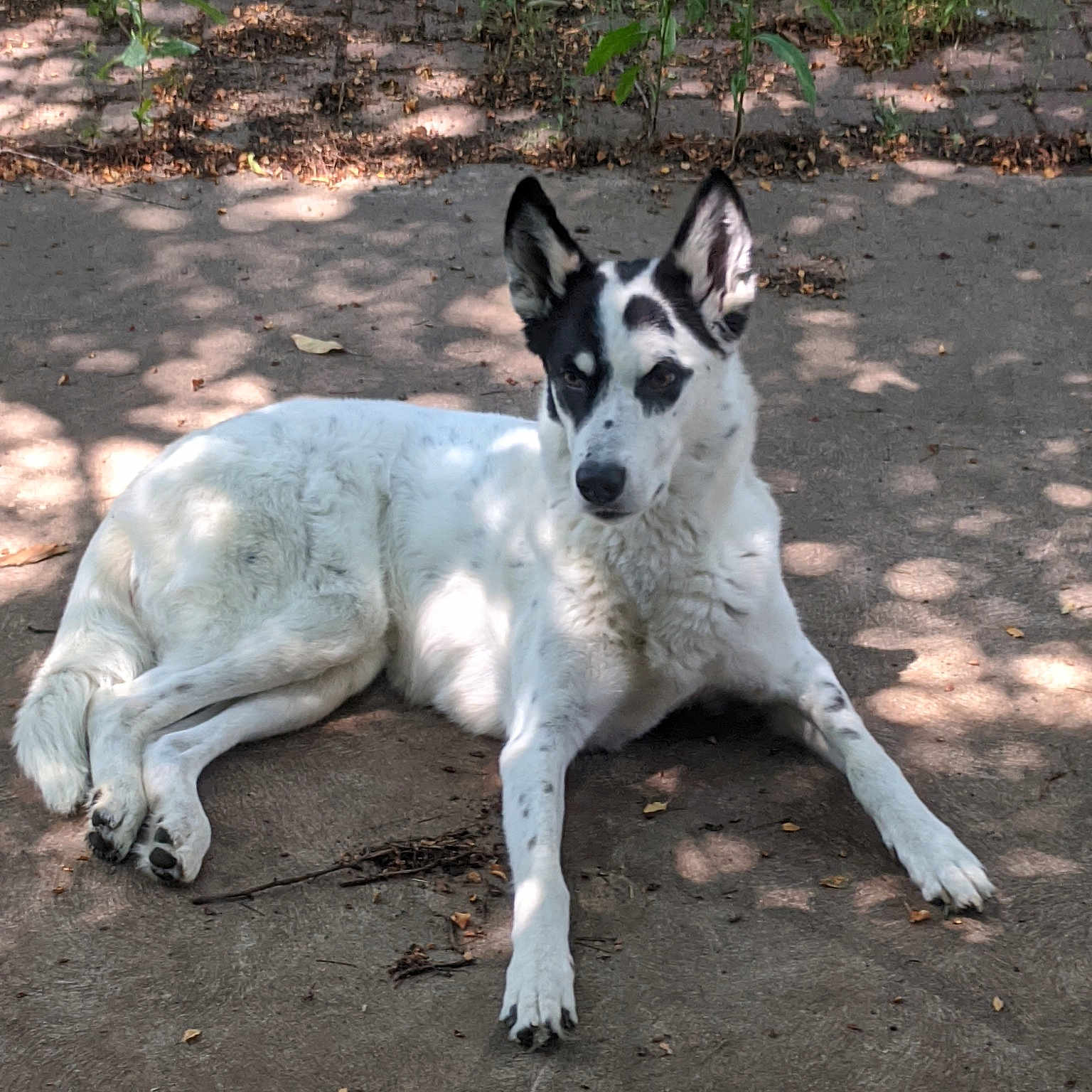 Aleu