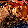 Freja And Athena joined the competition — help win amazing prizes! animal, awake, bed, bedroom, blankets, brown_and_white, canine, close_up, cozy, cute, dogs, indoors, pets, pillows, portrait, relaxed, short_hair, sleeping, snuggling, two_dogs