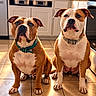 american_bully, animal_photography, brown_and_white, bulldog, cabinets, canine, collars, dogs, front_facing, household, indoors, kitchen, pet, portrait, serious_expression, short_hair, sitting, symmetrical_composition, tile_floor, two_dogs
