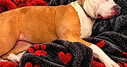 Freja And Athena is registered to the contest to win money with this photo: bed, black, blanket, cozy, dog, heart_pattern, home, indoors, lying_down, paw_print_pattern, pet, photography, portrait, red, relaxed, resting, sleeping, tan_dog, warm_lighting, white markings