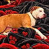 bed, black, blanket, cozy, dog, heart_pattern, home, indoors, lying_down, paw_print_pattern, pet, photography, portrait, red, relaxed, resting, sleeping, tan_dog, warm_lighting, white markings