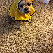 Lightning joined the competition — help win amazing prizes! dog, pet, raincoat, yellow, hood, carpet, indoor, small_dog, canine, fur, animal, cute, looking_up, standing, expression, clothing, home, floor, brown, black_nose