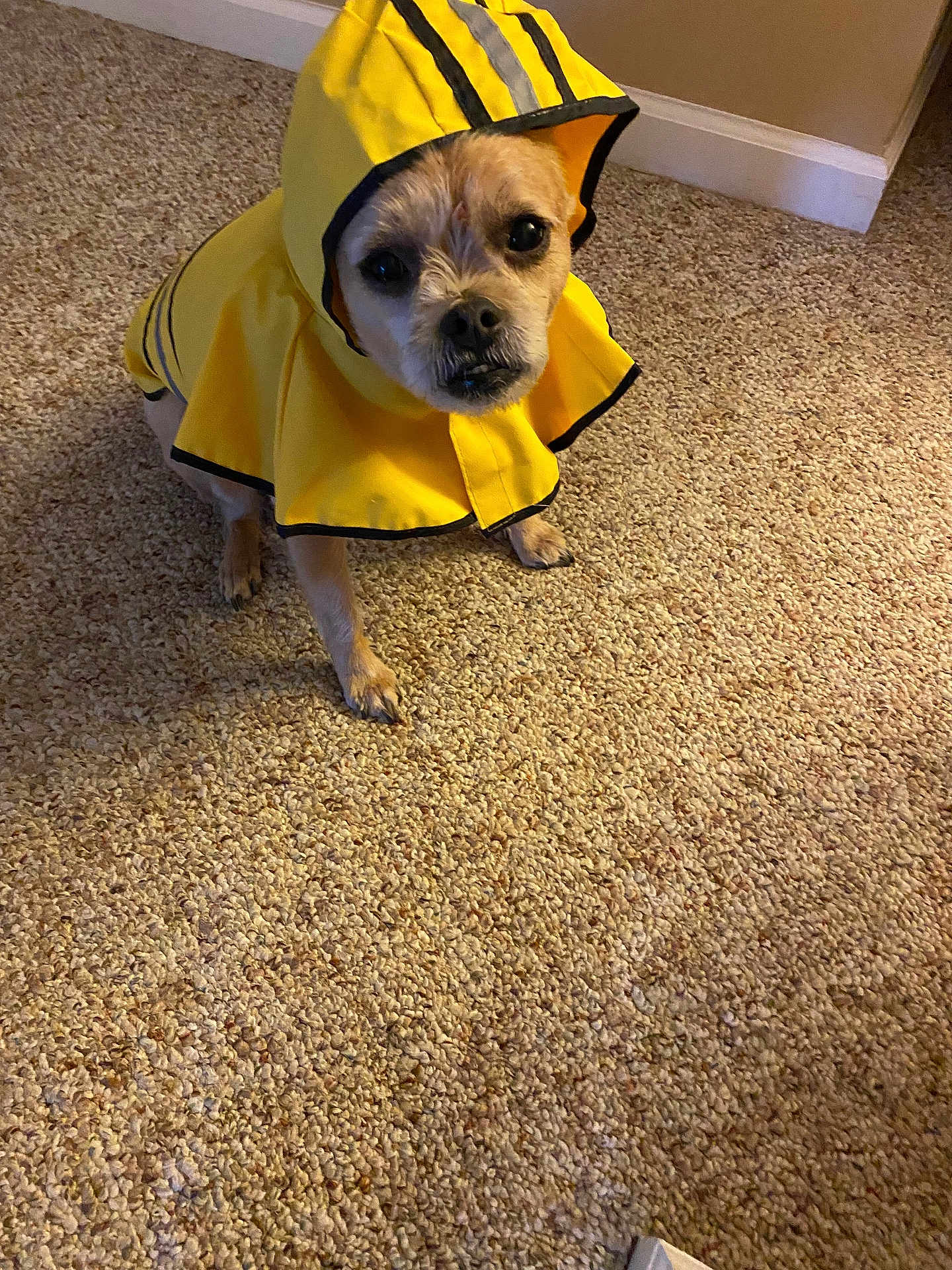 Lightning joined the competition — help win amazing prizes! dog, pet, raincoat, yellow, hood, carpet, indoor, small_dog, canine, fur, animal, cute, looking_up, standing, expression, clothing, home, floor, brown, black_nose