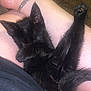 Onyx is registered to the contest to win money with this photo: black_kitten, sleeping, paw, person, lap, indoor, fur, pet, animal, resting, cute, cozy, chain_bracelet, skin, relaxation, comfort, domestic, feline, closeup, young_cat
