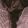 animal, black_cat, blanket, closeup, comfort, cozy, cute, feline, fur, indoor, kitten, nap, paw, pet, quiet, relaxation, resting, sleeping, soft_texture, whiskers