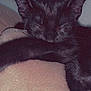 Onyx joined the competition — help win amazing prizes! black_cat, sleeping, close_up, cozy, feline, pet, whiskers, ears, fur, nap, resting, cute, animal, indoor, blanket, soft, relaxation, comfort, quiet, peaceful