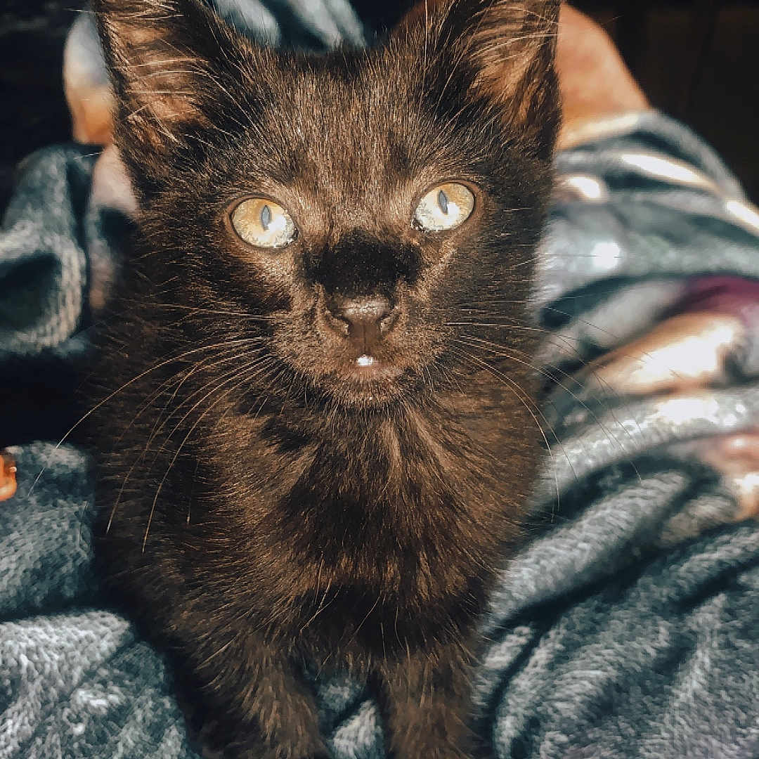 Onyx joined the competition — help win amazing prizes! animal, black_cat, blanket, cat, closeup, cozy, curious, cute, eyes, feline, fur, indoor, kitten, pet, portrait, resting, soft_lighting, texture, warm_tones, whiskers