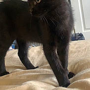 Onyx joined the competition — help win amazing prizes! black_cat, kitten, pet, indoor, blanket, bed, fur, whiskers, curious, animal, small, young, cat, ears, feline, soft, cozy, domestic, room, household