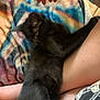 animal, black_cat, blanket, casual, colorful, companion, cozy, cute, domestic_animal, fur, hand, indoor, kitten, legs, person, pet, relaxing, resting, soft_texture, young_cat