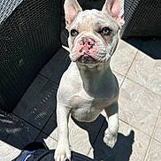 Snow a rejoint le concours — aidez-le/la à gagner de superbes lots ! animal, bostonbull, boxer, bulldog, canine, clothing, dog, flagstone, footwear, frenchbulldog, pants, path, person, pet, pitbull, puppy, shoe, walkway, whitedog