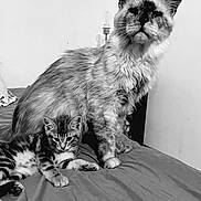 Urbann participe au concours pour gagner de l'argent avec cette photo : cat, kitten, animal, pet, feline, indoor, bed, blanket, resting, standing, fur, whiskers, ears, playful, adorable, companions, cute, black_and_white, lamp, cozy