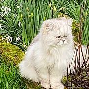 Berlioz a rejoint le concours — aidez-le/la à gagner de superbes lots ! cat, persian_cat, fluffy, white_cat, moss, grass, flowers, garden, outdoor, nature, plant, greenery, budding_flowers, stone_ledge, animal, pet, fur, sitting, quiet, serious