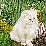 cat, persian_cat, fluffy, white_cat, moss, grass, flowers, garden, outdoor, nature, plant, greenery, budding_flowers, stone_ledge, animal, pet, fur, sitting, quiet, serious