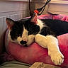 Trixie joined the competition — help win amazing prizes! cat, black_and_white, pet, indoor, resting, pink_cushion, paw, cozy, feline, relaxed, bed, animal, cute, domestic, fur, whiskers, close_up, sleepy, home, comfortable