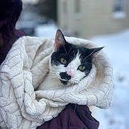Trixie is registered to the contest to win money with this photo: cat, black_and_white, blanket, purple_jacket, outdoor, snow, winter, pet, animal, fur, cute, cozy, portrait, face, whiskers, ears, green_eyes, soft_texture, warm, human_hand