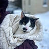 cat, black_and_white, blanket, purple_jacket, outdoor, snow, winter, pet, animal, fur, cute, cozy, portrait, face, whiskers, ears, green_eyes, soft_texture, warm, human_hand