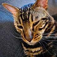 Tylou participe au concours pour gagner de l'argent avec cette photo : cat, tabby, close_up, striped, whiskers, ears, face, fur, pet, animal, resting, indoor, texture, gray, fabric, calm, contemplative, portrait, feline, domestic_cat