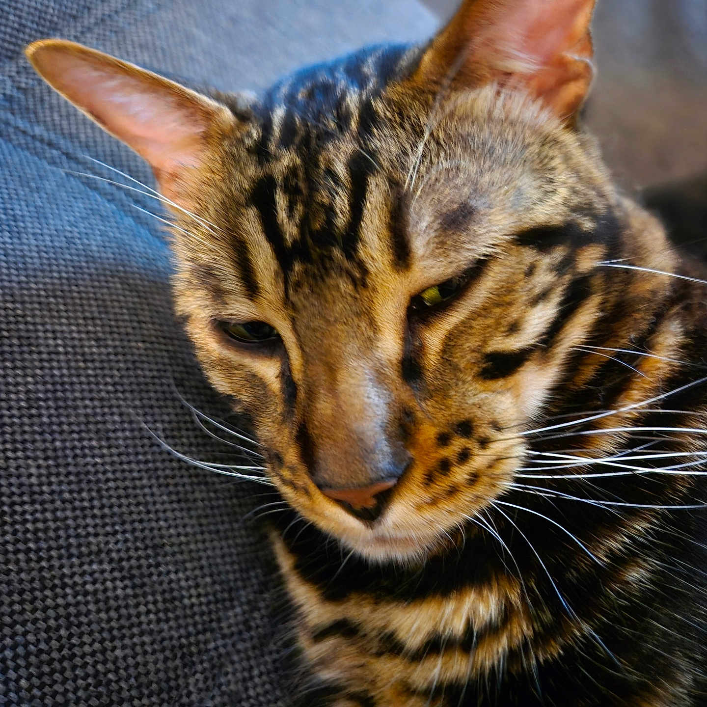 Tylou participe au concours pour gagner de l'argent avec cette photo : animal, calm, cat, close_up, contemplative, domestic_cat, ears, fabric, face, feline, fur, gray, indoor, pet, portrait, resting, striped, tabby, texture, whiskers