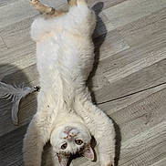 Chacha a rejoint le concours — aidez-le/la à gagner de superbes lots ! cat, pet, animal, indoor, floor, wooden_floor, white_fur, tabby, play_toy, feather, bell, relaxed, cute, looking_up, paws, stretching, laying_down, domestic_cat, fur, whiskers