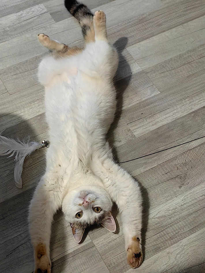 Chacha a rejoint le concours — aidez-le/la à gagner de superbes lots ! cat, pet, animal, indoor, floor, wooden_floor, white_fur, tabby, play_toy, feather, bell, relaxed, cute, looking_up, paws, stretching, laying_down, domestic_cat, fur, whiskers