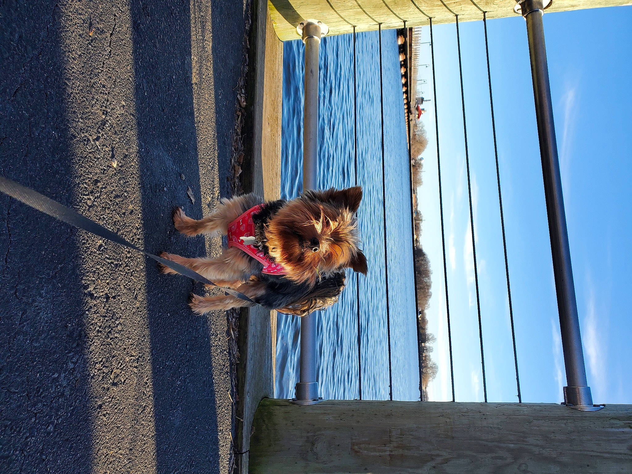 Peanut is registered to the contest to win money with this photo: australian_silky_terrier, canidae, carnivore, companion_dog, dog, dog_breed, fawn, norwich_terrier, small_terrier, sporting_group, terrier, toy_dog, window, yorkshire_terrier