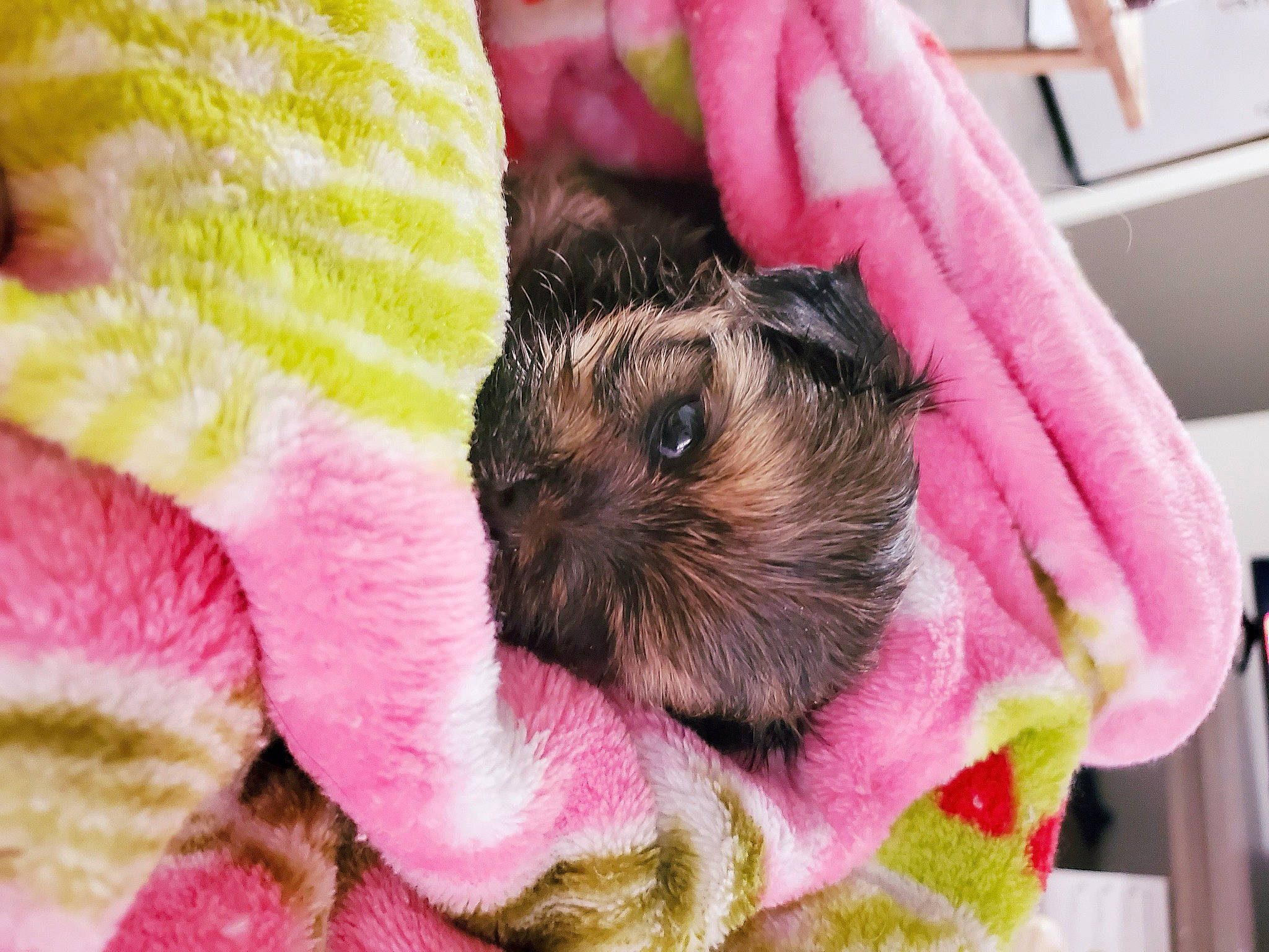 Sora joined the competition — help win amazing prizes! border_terrier, canidae, carnivore, dog, dog_breed, fawn, morkie, puppy, puppy_love, schnoodle, shih_tzu, snout, toy_dog, yorkshire_terrier