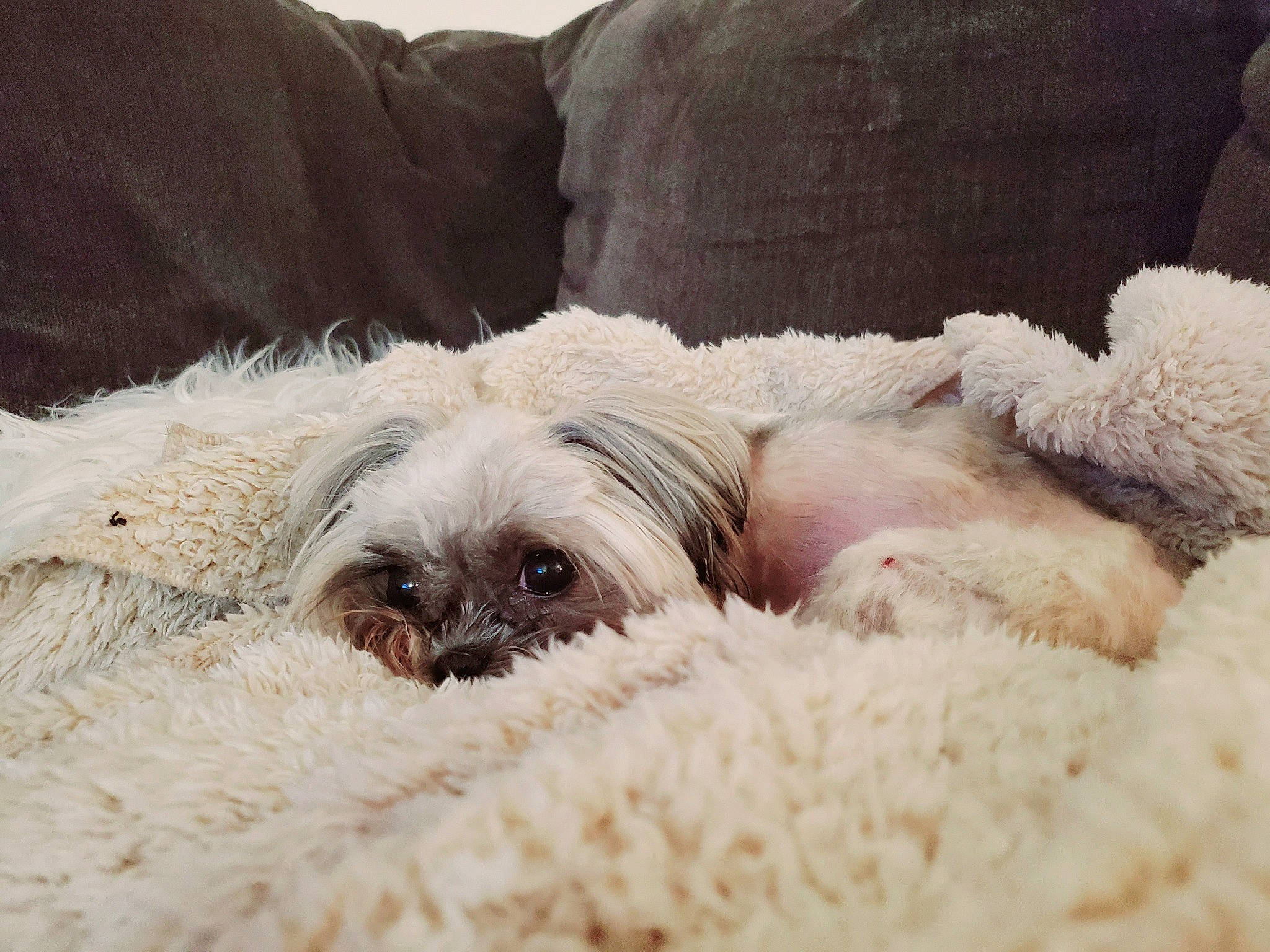 Sadie joined the competition — help win amazing prizes! canidae, carnivore, companion_dog, dog, dog_breed, fur, lagotto_romagnolo, nap, non_sporting_group, nose, puppy, puppy_love, shih_tzu, sleep, snout, sporting_group, textile, toy_dog