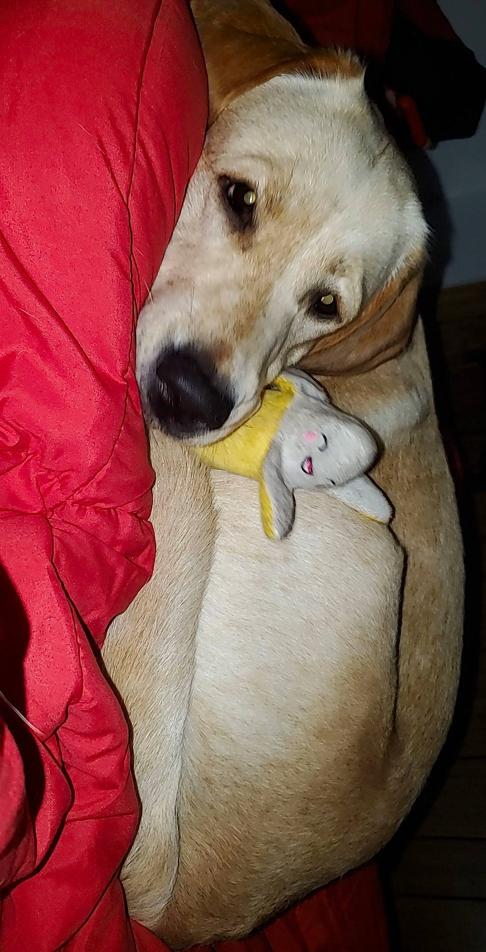 Chloe joined the competition — help win amazing prizes! akbash_dog, canidae, carnivore, companion_dog, dog, dog_breed, labrador_retriever, mammal, nose, retriever, snout, sporting_group, vertebrate