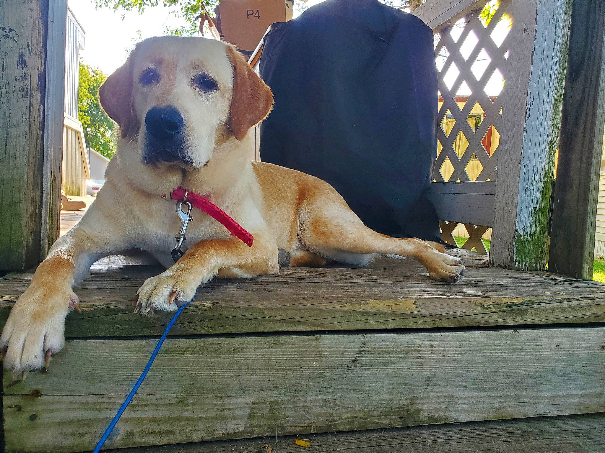 Chloe joined the competition — help win amazing prizes! anatolian_shepherd_dog, beagador, black_mouth_cur, broholmer, canidae, carnivore, companion_dog, dog, dog_breed, fawn, fila_brasileiro, golden_retriever, guard_dog, labrador_retriever, mammal, retriever, rhodesian_ridgeback, snout, sporting_group, vertebrate