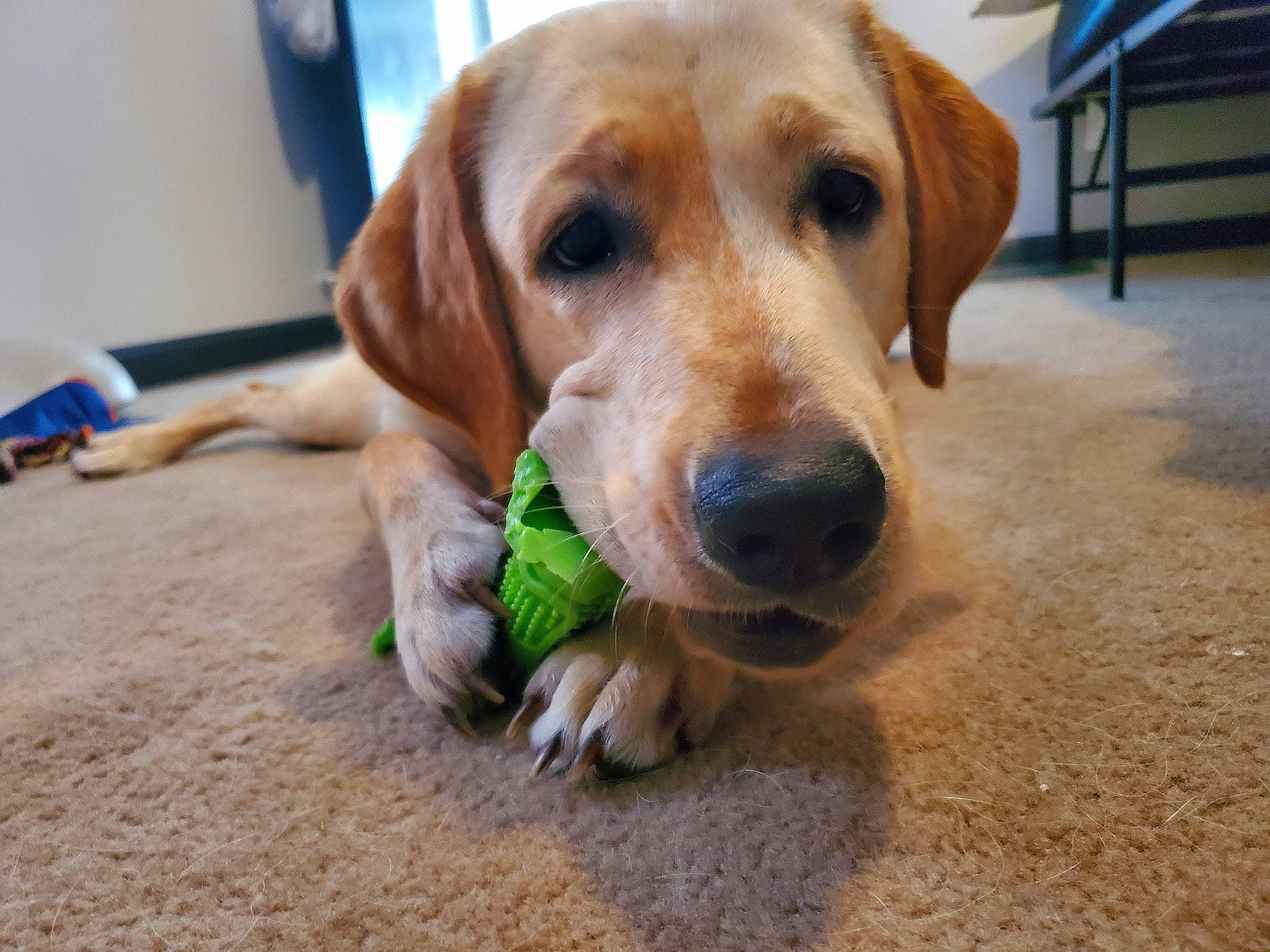 Chloe joined the competition — help win amazing prizes! beagador, canidae, carnivore, companion_dog, dog, dog_breed, fawn, golden_retriever, labrador_retriever, mammal, rare_breed_dog, retriever, snout, sporting_group, vertebrate, whiskers