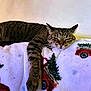 Baby joined the competition — help win amazing prizes! cat, tabby_cat, sleepy, blanket, christmas_theme, red_truck, christmas_tree, indoor, cozy, relaxed, pet, animal, feline, resting, paw, fur, whiskers, holiday, decor, home