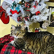 Baby is registered to the contest to win money with this photo: cat, tabby_cat, christmas_tree, holiday_decorations, stocking, plaid_blanket, indoor, festive, red, green, white_tree, berries, birds, wall_decor, cozy, pet, animal, feline, holiday, relaxed