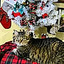 cat, tabby_cat, christmas_tree, holiday_decorations, stocking, plaid_blanket, indoor, festive, red, green, white_tree, berries, birds, wall_decor, cozy, pet, animal, feline, holiday, relaxed