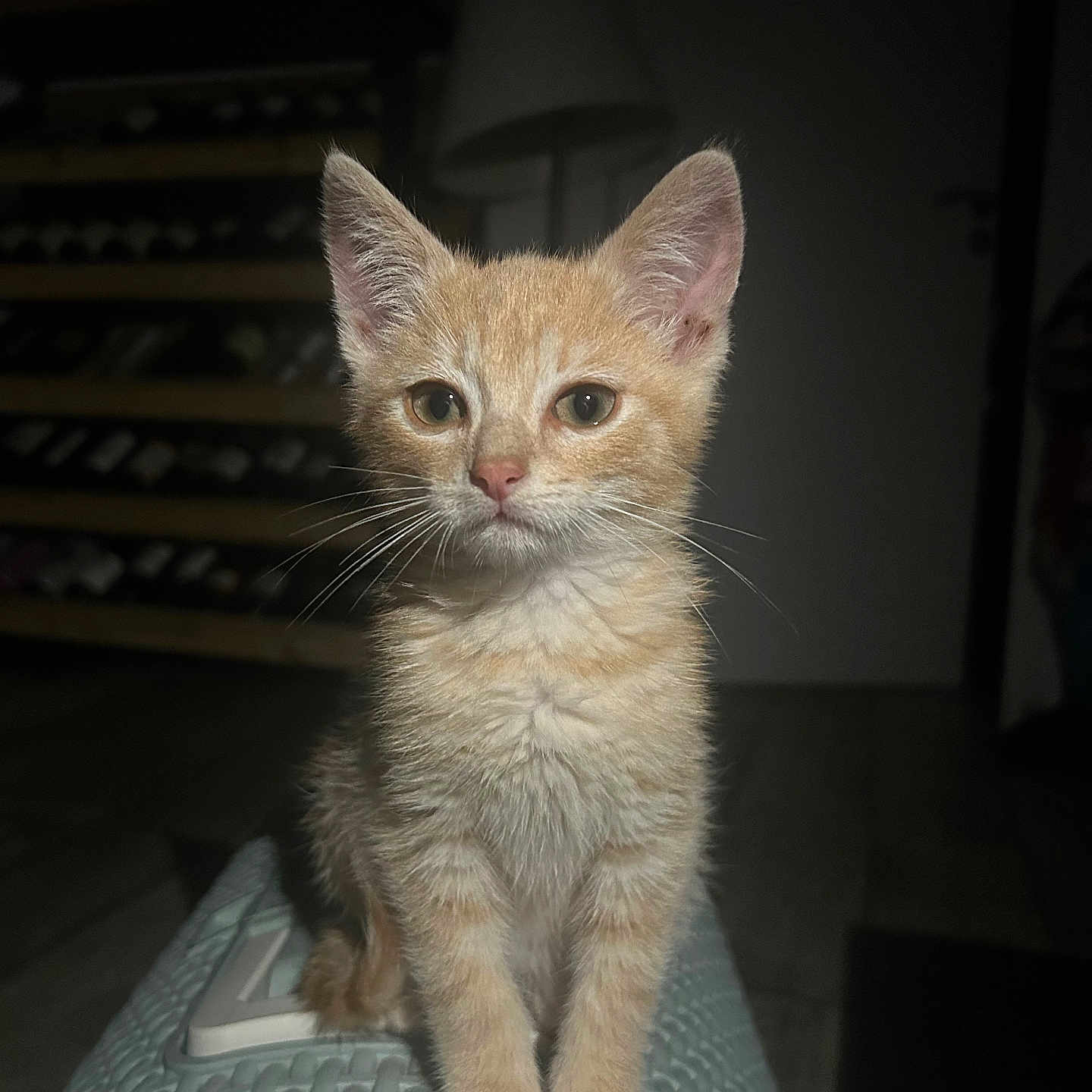 Ron a rejoint le concours — aidez-le/la à gagner de superbes lots ! abyssinian, animal, cat, computer, electronics, furniture, kitten, laptop, manx, pc, pet, plywood, shelf, siamese, wood