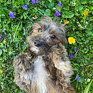 Luna joined the competition — help win amazing prizes! dog, fluffy, puppy, grass, flowers, purple_flowers, yellow_flowers, greenery, nature, outdoor, cute, pet, fur, lying_down, playful, spring, close_up, adorable, leafy, relaxed
