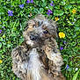dog, fluffy, puppy, grass, flowers, purple_flowers, yellow_flowers, greenery, nature, outdoor, cute, pet, fur, lying_down, playful, spring, close_up, adorable, leafy, relaxed
