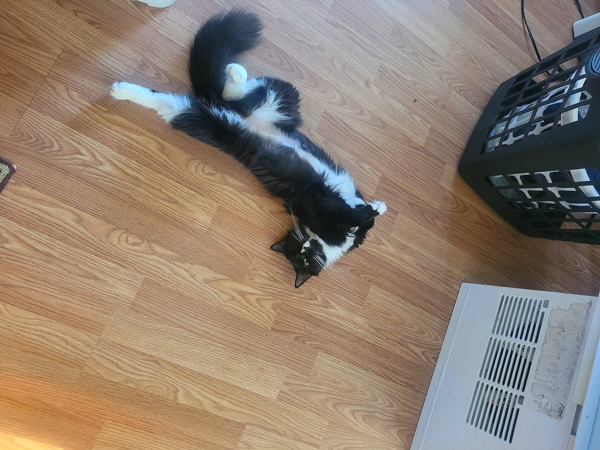 Ellie joined the competition — help win amazing prizes! carnivore, cat, companion_dog, dog_breed, felidae, floor, flooring, fur, hardwood, laminate_flooring, pattern, plywood, small_to_medium_sized_cats, sporting_group, tail, varnish, whiskers, wood, wood_flooring, wood_stain