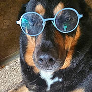 Noa participe au concours pour gagner de l'argent avec cette photo : dog, glasses, blue_glasses, black_and_tan_dog, indoor, carpet, doorframe, pet, animal, sitting, face, snout, fur, cute, wearing, portrait, looking_at_camera, funny, calm, companion