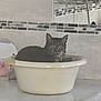 Marley participe au concours pour gagner de l'argent avec cette photo : cat, tabby, basin, container, indoor, kitchen, countertop, tile, reflection, window, pet, animal, feline, domestic, resting, gray, white, household, still_life, calm